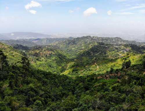 From Mist to Mug: The Rich History of Jamaican Blue Mountain Coffee