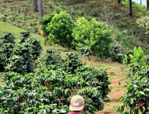 The Ultimate Guide to Authentic Jamaican Blue Mountain Coffee