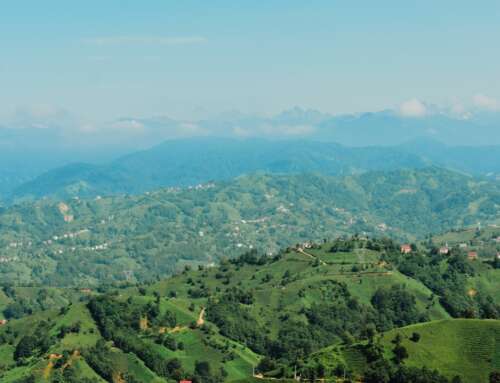 How to Brew Jamaica Blue Mountain Coffee: The Ultimate Guide