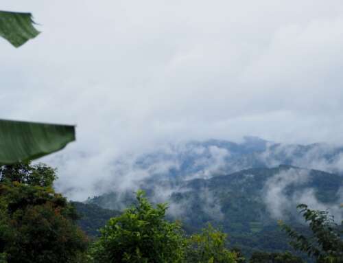 How to Brew Jamaican Blue Mountain Coffee: Connoisseur’s Guide