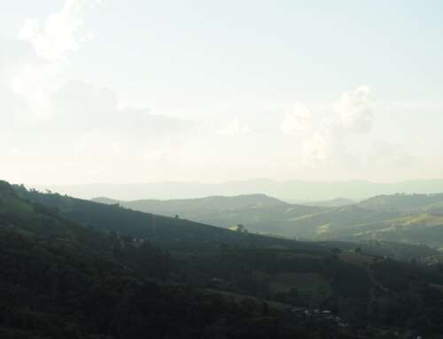 The Heritage of Jamaican Blue Mountain Coffee