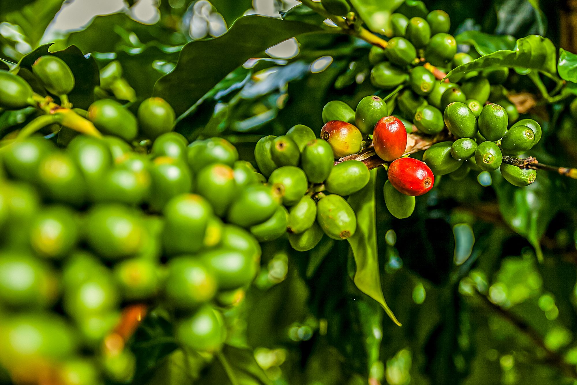 Brewing Excellence: A Journey through the Rich History of Coffee in Jamaica